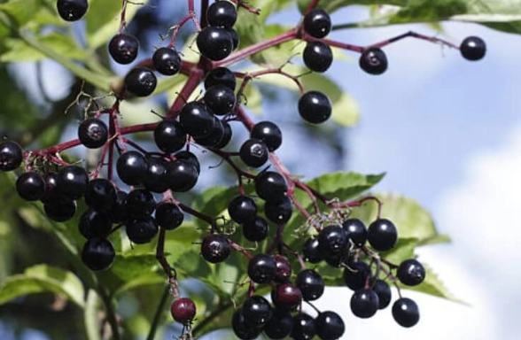 接骨木莓注意事項 接骨木莓注意事項