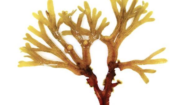 珊瑚草食用方法 珊瑚草食用方法