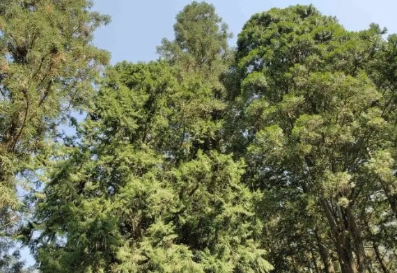 台灣肖楠種植 台灣肖楠種植