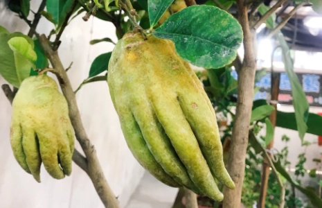 佛手柑茶功效 佛手柑茶功效