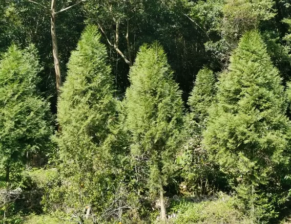 肖楠樹 種植方法 肖楠樹 種植方法