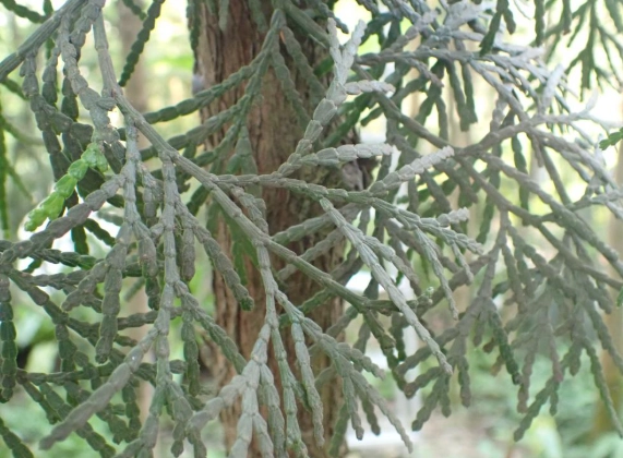 肖楠樹 養護技巧 肖楠樹 養護技巧