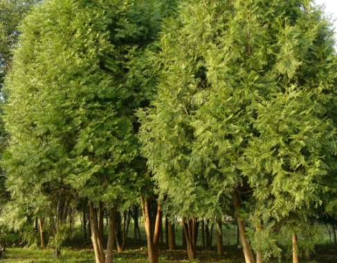 肖楠樹 木材價值 肖楠樹 木材價值