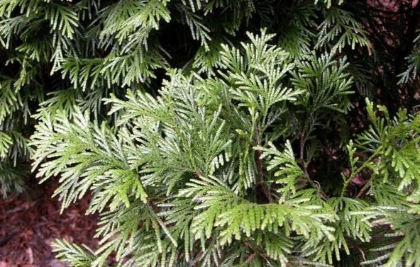 肖楠樹 種植方法 肖楠樹 種植方法