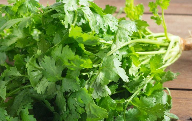 香菜副作用