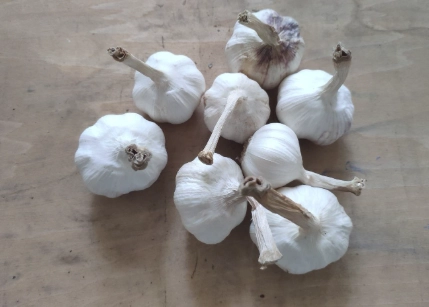 大蒜精禁忌人群