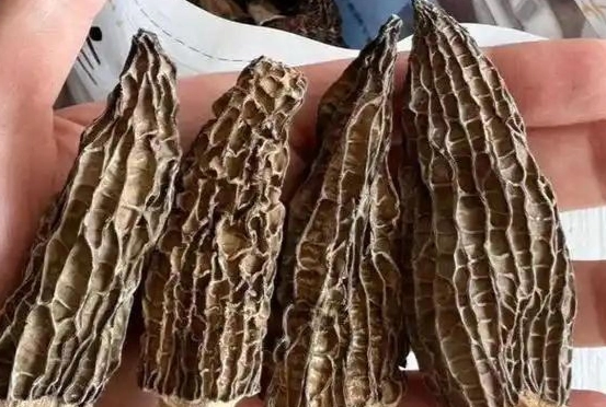 羊肚菌糖尿病飲食 羊肚菌糖尿病飲食