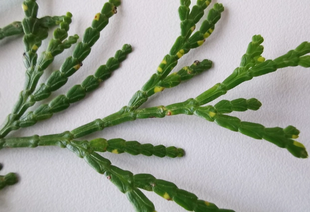 台灣肖楠木材 台灣肖楠木材