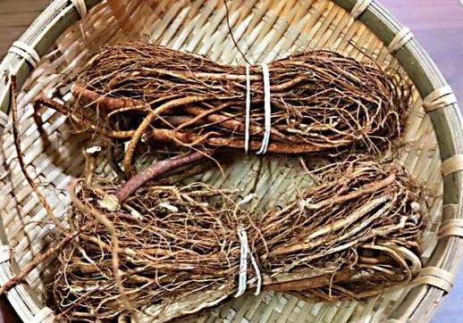 五指毛桃相克食物 五指毛桃相克食物