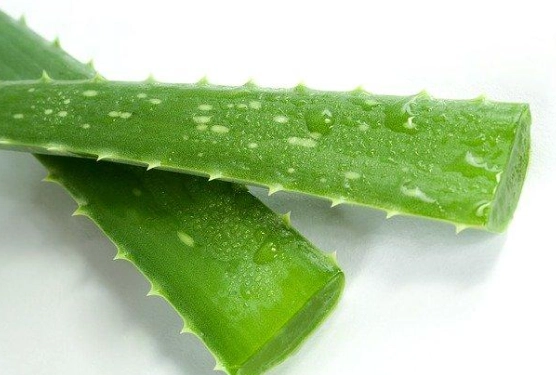 蘆薈副作用