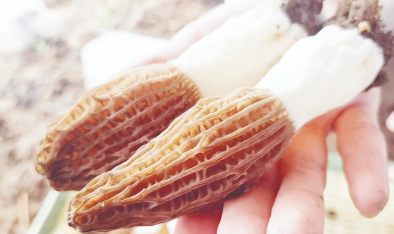 羊肚菌糖尿病飲食 羊肚菌糖尿病飲食