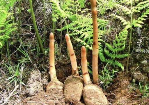 野生天麻功效 野生天麻功效