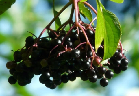 接骨木莓安全使用 接骨木莓安全使用