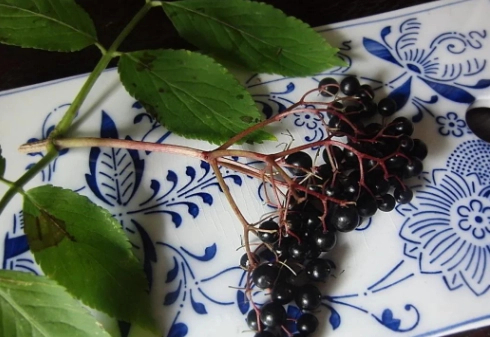 接骨木莓安全使用 接骨木莓安全使用