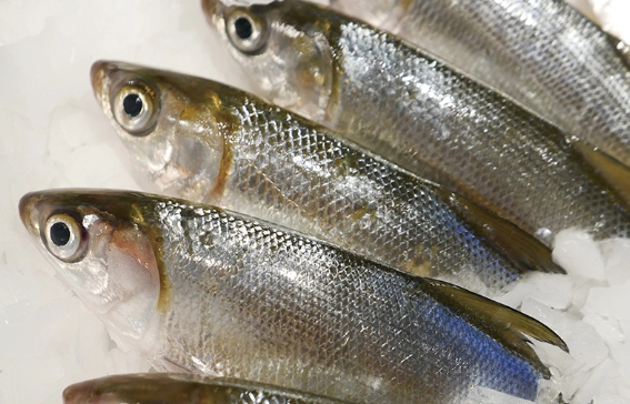 虱目魚食用注意 虱目魚食用注意