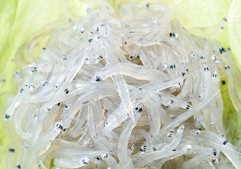 吻仔魚健康好處 吻仔魚健康好處