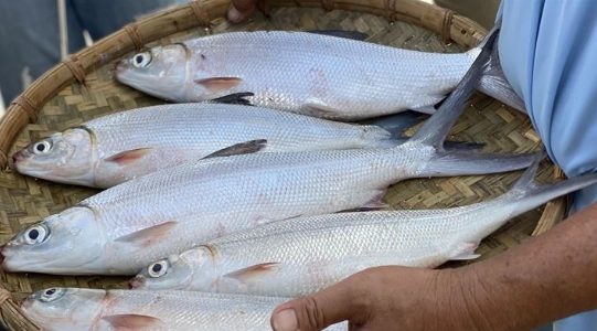 虱目魚食用注意 虱目魚食用注意