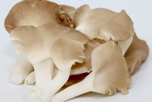 秀珍菇不能和什麼一起吃 秀珍菇不能和什麼一起吃