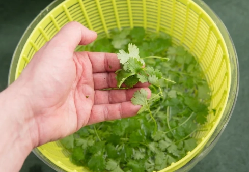 芫茜水注意事項 芫茜水注意事項