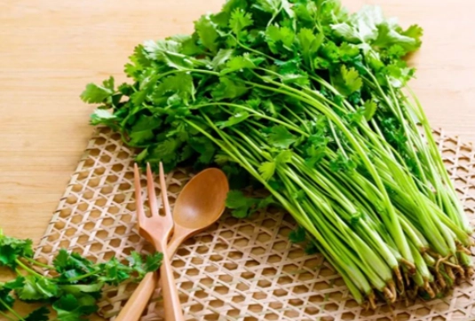 芫茜水注意事項 芫茜水注意事項