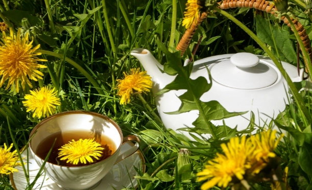 蒲公英茶饮用量