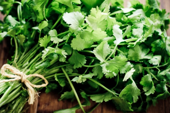香菜副作用