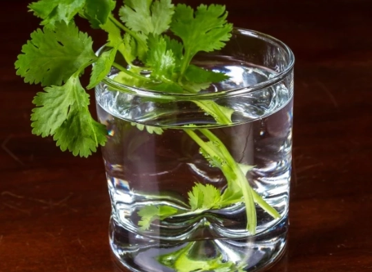 芫茜水副作用 芫茜水副作用