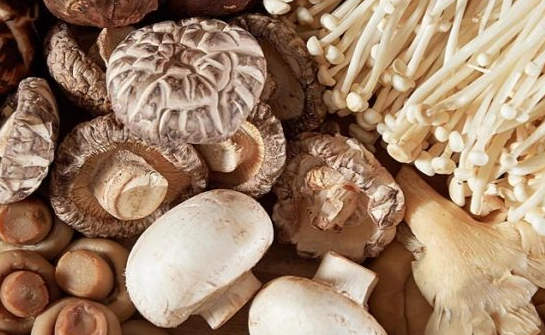 健康菇類選擇