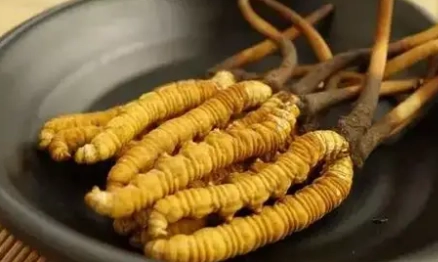 冬蟲夏草劑量指南 冬蟲夏草劑量指南