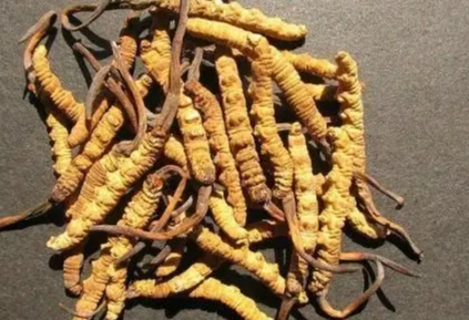 冬蟲夏草每天吃 冬蟲夏草每天吃