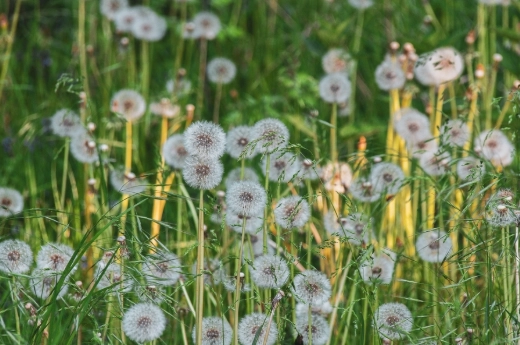 蒲公英危害