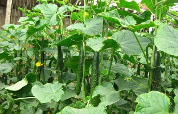 小黃瓜搭配禁忌