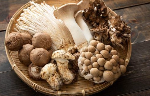 菇類營養價值