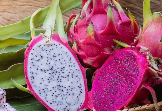 疫情 火龍果 禁忌