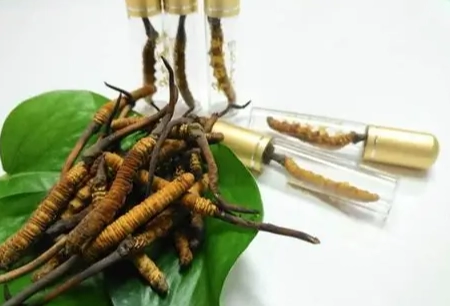 冬蟲夏草怎麼吃 冬蟲夏草怎麼吃