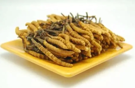 冬蟲夏草劑量指南 冬蟲夏草劑量指南