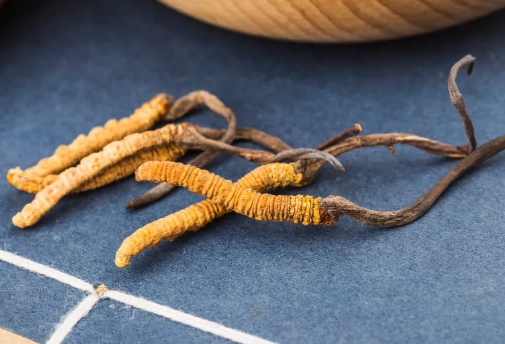 冬蟲夏草安全使用 冬蟲夏草安全使用