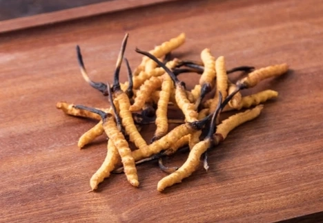 冬蟲夏草副作用