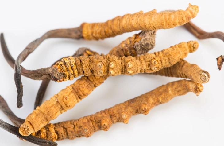 冬蟲夏草食用時間 冬蟲夏草食用時間