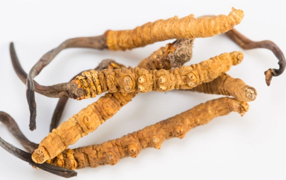 冬蟲夏草用量 冬蟲夏草用量