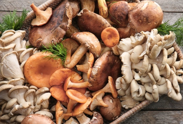 菇類過敏反應 菇類過敏反應