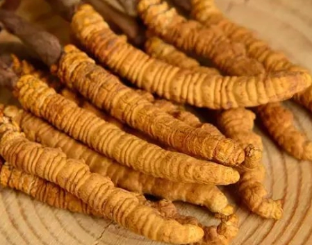 冬蟲夏草每天吃 冬蟲夏草每天吃