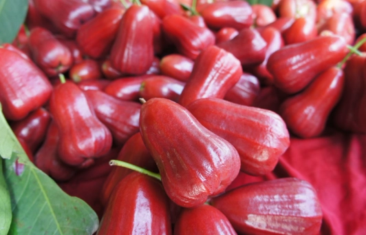 蓮霧壞處 蓮霧壞處