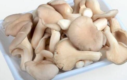 秀珍菇不能和什麼一起吃 秀珍菇不能和什麼一起吃