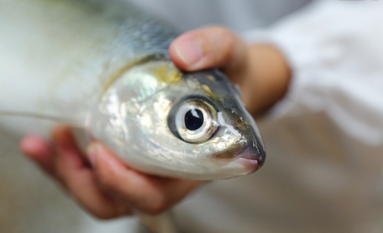 虱目魚健康風險 虱目魚健康風險