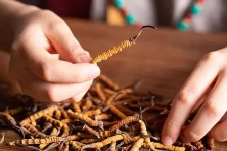 冬蟲夏草食用頻率 冬蟲夏草食用頻率