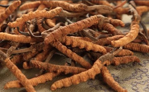 冬蟲夏草安全使用 冬蟲夏草安全使用