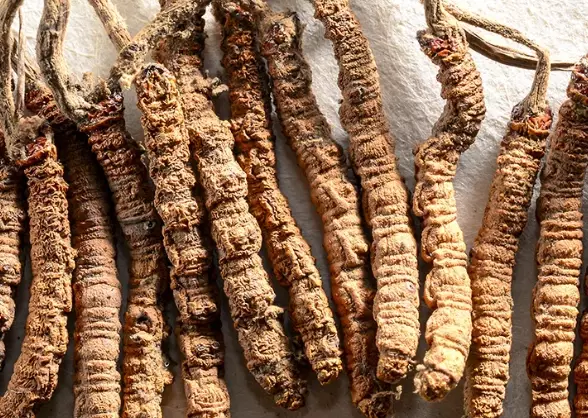 冬蟲夏草副作用