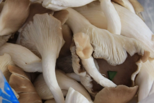 秀珍菇副作用 秀珍菇副作用