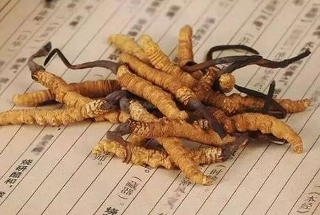 冬蟲夏草安全使用 冬蟲夏草安全使用